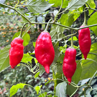 Aji Rico - Seeds - The Pepper Pantry (Formerly Marie Sharp's)